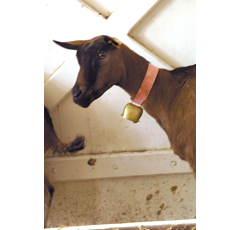 Cloche en acier droite - KAMER