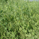 Guisante forrajero - Guinorme - R1 y R2