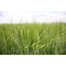 Cebada alternativa - RGT ASTEROID