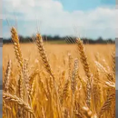 Winterweizen - KWS Espinum BIO