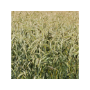 Triticale - Lombardo