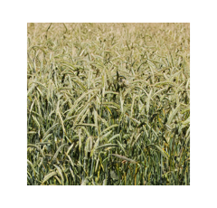 Triticale - Fantastico