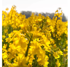 Moutarde blanche tardive - Pirat