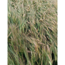 Cebada alternativa- LEANDRA