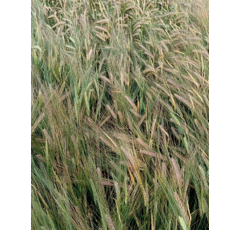 Cebada alternativa- LEANDRA