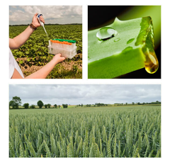 Analyse de sève "Top Diag" - Céréales à paille