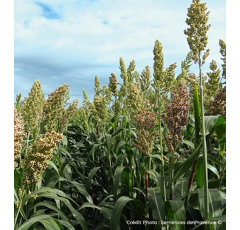 Sorgho ensilage monocoupe demi-tardif - Sorgo Mix