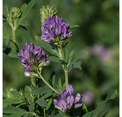 Alfalfa - Aragón inoculada - Ecologica