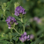 Alfalfa - Aragón inoculada - Ecologica