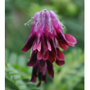 Vesce pourpre - Popany