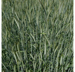 KWS Serafino BIO - Hybrider Winterroggen