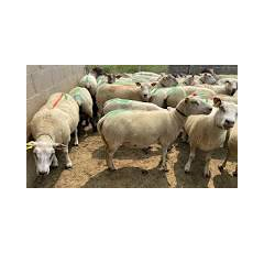 MG COLLAR - Collier répulsif insectes volants - Ovins - Sac de 125 unités