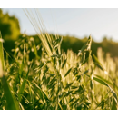 Winterhafer - KWS Snowbird BIO