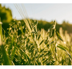 Winterhafer - KWS Snowbird BIO