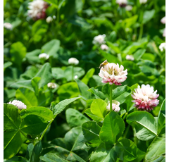 Trèfle hybride - Aurora