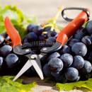 Stocker Weinleseschere - 19 cm