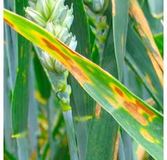 Form+ ( macération pour améliorer le système racinaire et la résistance au stress hydrique)