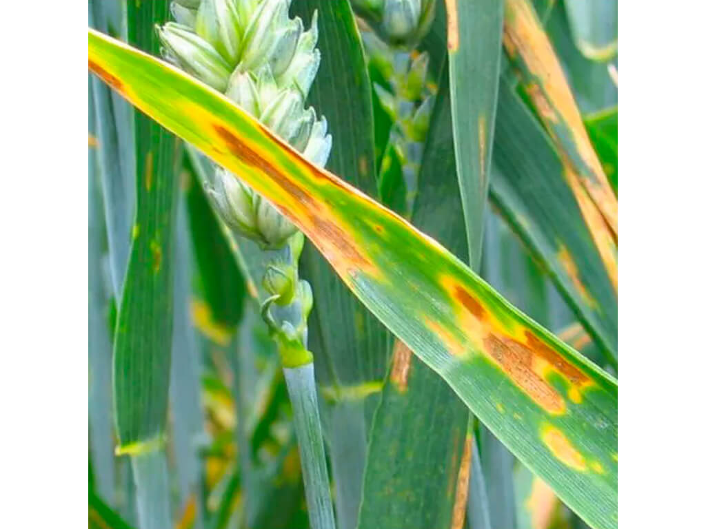 Form+ ( macération) Agriconomie