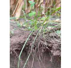 Zwischenfruchtmischung - TerraLife SoilProtect