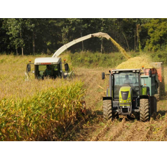 Inoculant Maïs PIONEER 11XH4 - flacon 250 g