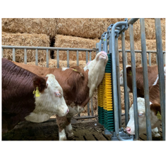 Brosse à ressort avec cadre de protection pour taureaux | PATURA