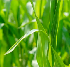 Spectrum Gold - Herbizid