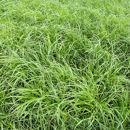 RGI alternatif diploïde - Jolly - BIO