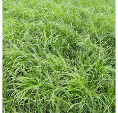Einjähriges Weidelgras  - Jolly - BIO