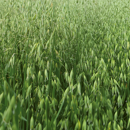 Sommerhafer - Asterion BIO