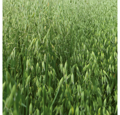 Sommerhafer - Asterion BIO