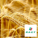 Orge de printemps brassicole - RGT Planet