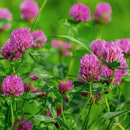 Trèfle violet diploïde - Salino