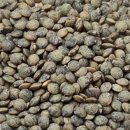 Grüne Linse - Anicia