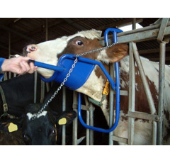 Lève-tête pour bovins avec fixation simple