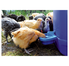 Abreuvoir maxi cup multifonction de 0,5 L - HORIZONT