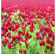 Trèfle incarnat - Heusers Ostaat