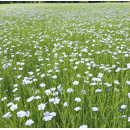 Lin de printemps - Kaolin - BIO