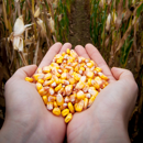 Saatmais - MAS 43.P (K290) MAS SEEDS