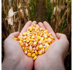 Saatmais - MAS 43.P (K290) MAS SEEDS