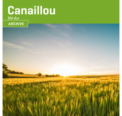 Blé dur - Canaillou - BIO