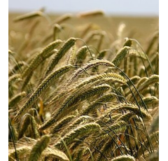 Seigle de printemps - SM Elara