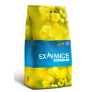 Colza piège à méligèthes - Exavance