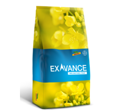 Colza piège à méligèthes - Exavance