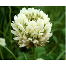 Trébol blanco intermedio - Merwi - R1