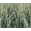 Trigo blando de invierno -  RGT Campurriano