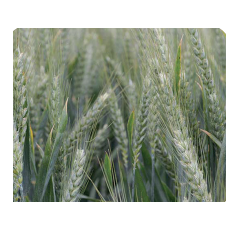 Trigo blando de invierno -  RGT Campurriano