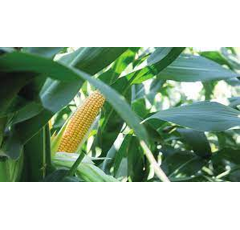 Maïs ensilage 300 - Misteri CS