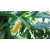 Maïs ensilage 300 - Misteri CS