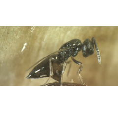 BIOPAR - Lutte contre les mouches | Bestico