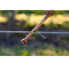 Beli Rebenbindegerät - normaler Griff